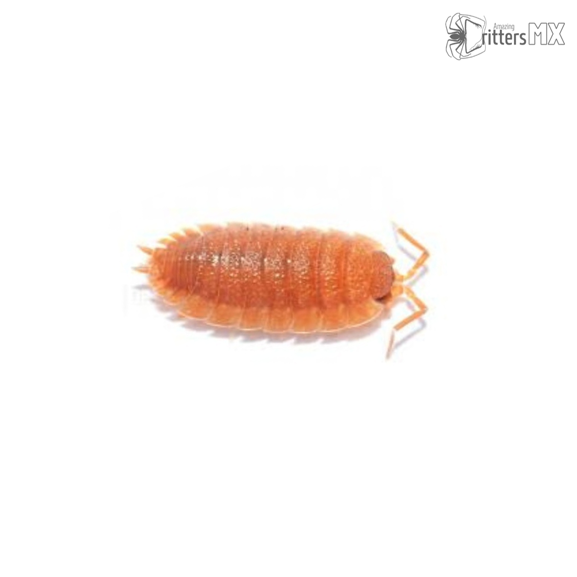 Isópodo Porcellio scaber Orange